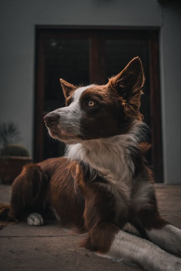 Pet Supplies