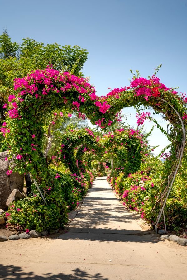 Outdoor & Garden